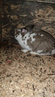 Dobrí deň predávam zajace jedna je samička a jeden samec