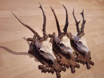 Trofej trofeje parohy parožie zhody,,