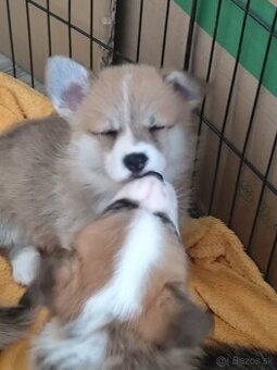 Welsh corgi Pembroke s PP FCI