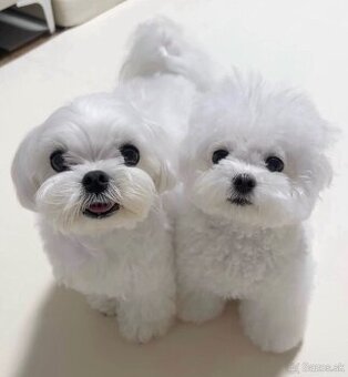 K dispozícii sú dve šteniatka maltézskeho ovčiaka.