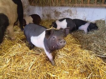 Presticke Prasa x kune kune odstavcata