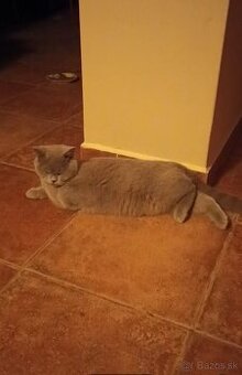 Predám britského kocúra