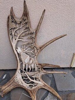 Graverovany parol losa, parozie, parohy