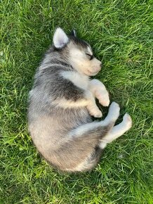 Samojed x Sibírsky husky šteniatka