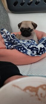 Mops s pp