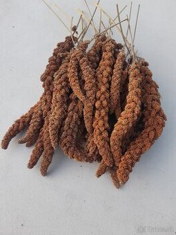 Senegalske proso červene a žlte - 1