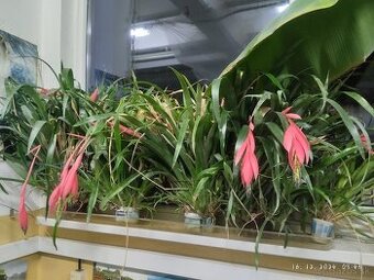 Bilbergia Nutans