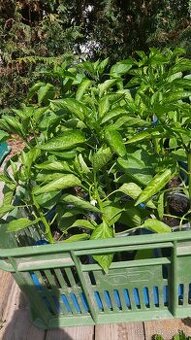 Priesady planty