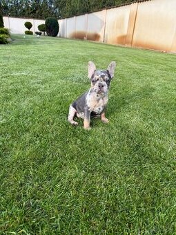 Francuzsky buldoček blue tan merle fenka