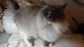 ragdoll,radgoll,dospelé mačky na predaj