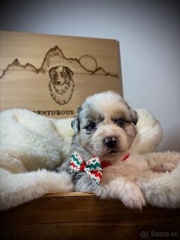 Austrálsky ovčiak s PP