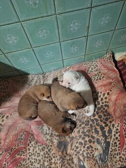 Predám shiba inu narodené 13 11 2025 - 1