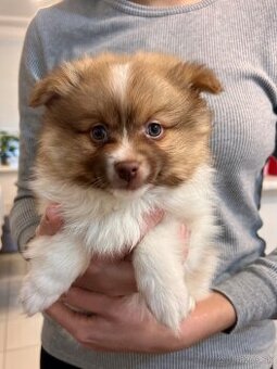 Na predaj Šteniatka nemecký špic oranžový