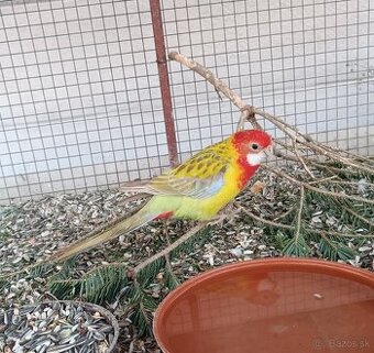 Predám rozely pestré