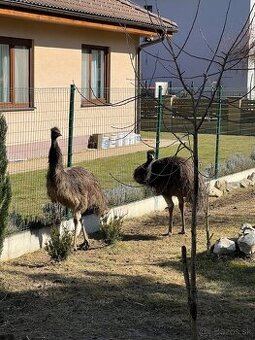 Predám dvoch pštrosov