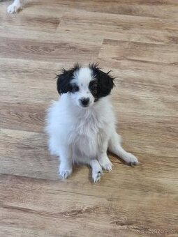 Papillon, phalene šteniatko