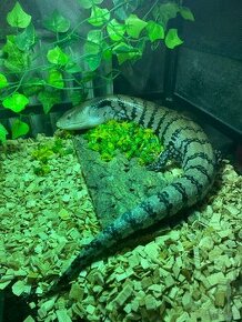 Tiliqua gigas evanescens - 1