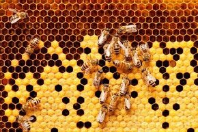 Včelstvo