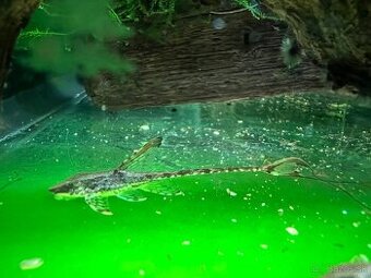 Sturisoma Panamese - 1