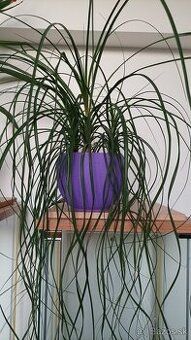 Beacuarnea recurvata - Nolina - Slonia noha