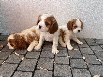 Cavalier king charles Spaniel