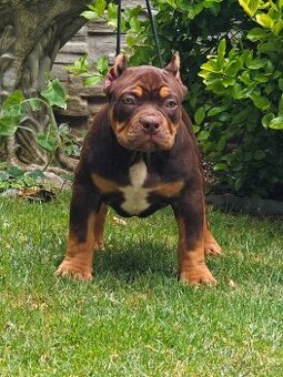 American Bully