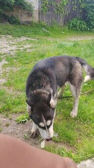sibirsky husky
