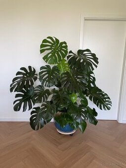 Monstera