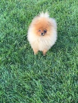 Pomeranian