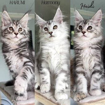 Mačičky s PP Maine Coon Mainská myvalia