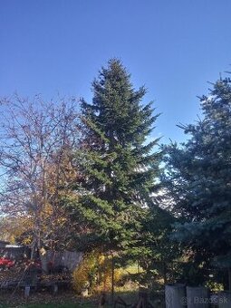 Ponukam živy vianočny strom jedľa