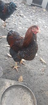 Wyandotka ZČL Veľká. Kohúty 2025.