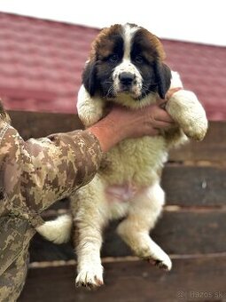 Moskovský strážny pes