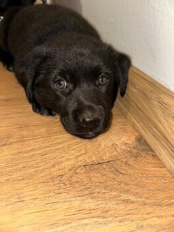 Border kólia a Labrador