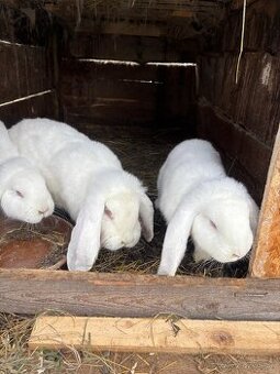 Francúzky baran- albín