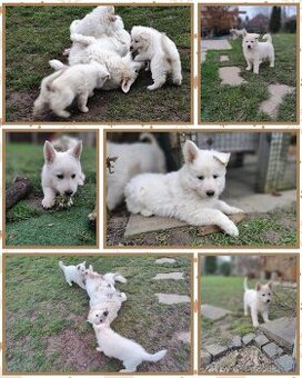 Biely švajčiarsky ovčiak s PP