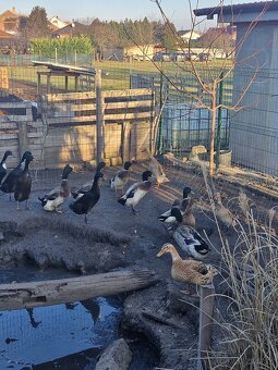 Predám alebo vymením kačice