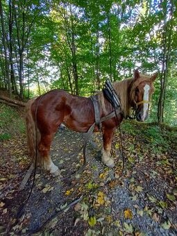 Predám ťažného žrebca