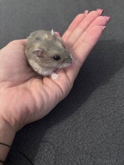 Škrečok džungarsky