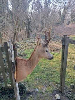 Preparát, trofej,parozie,trofeje