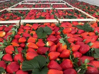 Jahody exclusiv stravberry