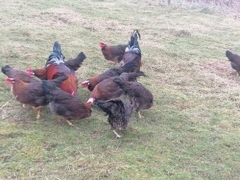 Násadové vajcia- Vlaška jarabičia