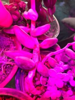 Sukulent pink moonstone a iné