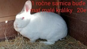 Predam králik samica