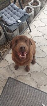 Labrador na krytie - 1