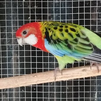 Rozela