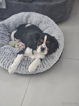 Cavalier