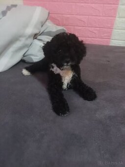 Mini pudlik