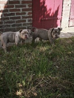 Exotické american bully, nie na chov