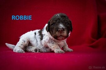 Lagotto Romagnolo - štěňátka s PP